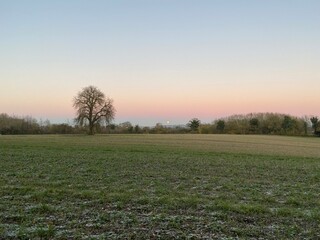 Fototapeta premium Morning in the field