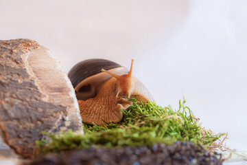 Giant african snake in a studio