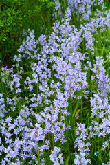 Many delicate blue flowers in a field in spring with copy space background. Closeup landscape of nature and plant view of bluebells or indigo hyacinths growing in a lush meadow or backyard garden