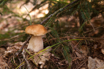 Porcini mushroom growing in pine tree forest at autumn season..