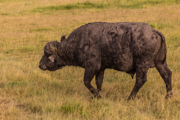 African buffalo (Syncerus caffer) in Masai Mara National Reserve, Kenya