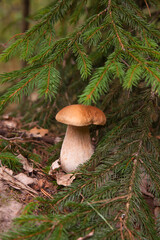 Porcini mushroom growing in pine tree forest at autumn season..