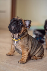 french bulldog puppy