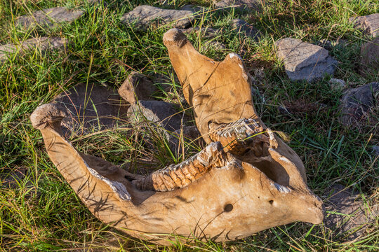 Detail of elephant skull near Masai Mara National Reserve, Kenya