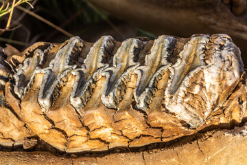 Detail of elephant jaw near Masai Mara National Reserve, Kenya
