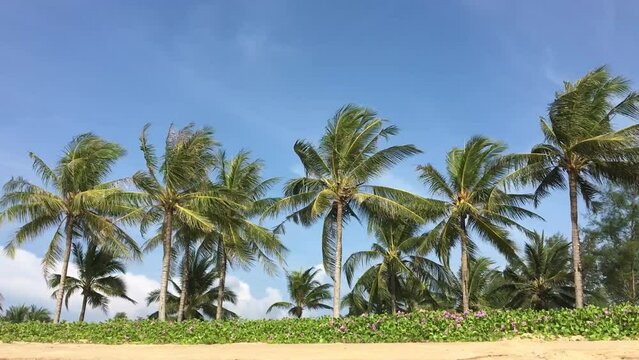 Beautiful palm trees in a row on the backgrounds with blue sky