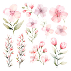 pink flowers, Watercolor floral Sakura, watercolor pink flowers on white background.