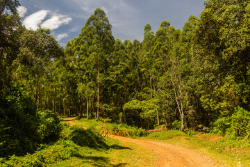 Path in a forest near Kericho, Kenya