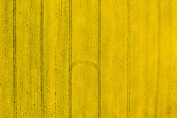 The abstract yellow farm field surface with tractor traces. Aerial top view.