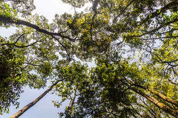 Trees in Kakamega Forest Reserve, Kenya