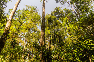 Trees in Kakamega Forest Reserve, Kenya