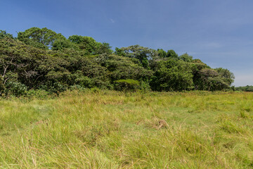 Obraz premium Landscape of Kakamega Forest Reserve, Kenya