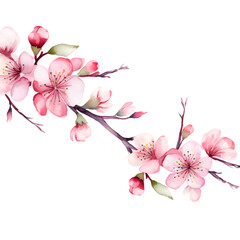 Fototapeta na wymiar pink cherry blossom, Watercolor floral Sakura, watercolor pink flowers on white background.