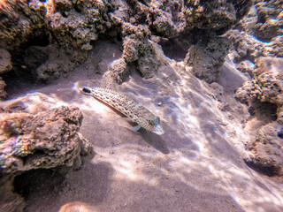 Speckled sandperch fish (Parapercis hexophthalma) on sand at coral reef..
