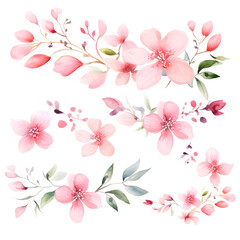 pink cherry blossom, Watercolor flower Sakura, watercolor pink flowers on white background.