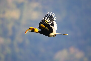 Hornbills fly into the forest to feed in the morning.
