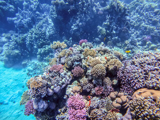 Naklejka na ściany i meble Underwater life of reef with corals, shoal of Lyretail anthias (Pseudanthias squamipinnis) and other kinds of tropical fish. Coral Reef at the Red Sea, Egypt.