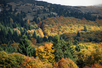 Autumn forest landscape with yellow folige