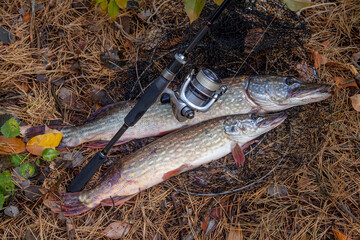 Freshwater pike fish. Two Freshwater pikes fish lies on keep net and fishing rod with reel..