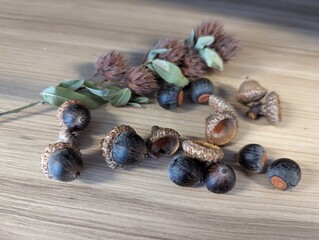 Nature foraging collection of acorns and lespedeza clovers