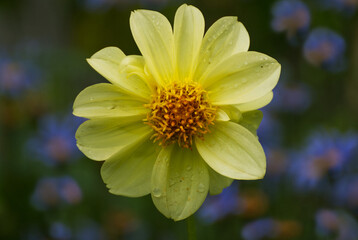 Yellow dalia flower in the garden - 672262193