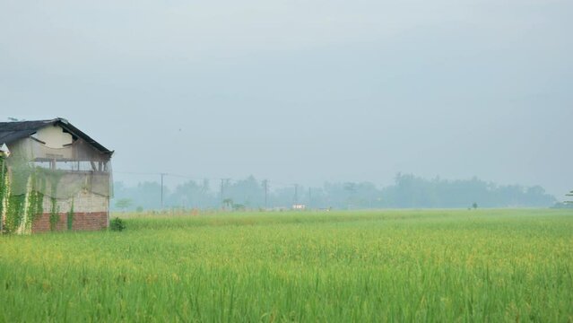 A warehouse sits in the middle of the rice fields of rural Jember Indonesia on a misty morning