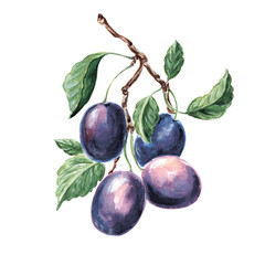Watercolor ripe blue plums on a branch with green leaves Hand drawn illustration for design, holiday card, making stickers, embroidery and packaging, printing on dishes, towels and kitchen textiles