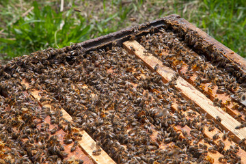 Open hive showing the bees swarming on a honeycomb..