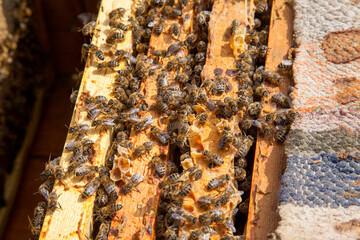 Open hive showing the bees swarming on a honeycomb..