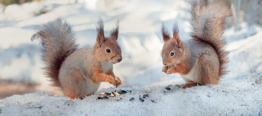 two squirrels eat seeds in winter forest, squirrel family, winter background © Leka