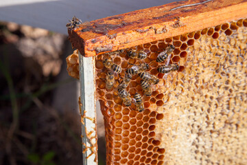 Working bee on the honeycomb with sweet honey..
