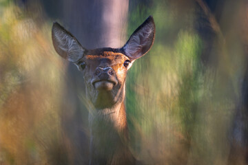 Deer © Sporywildlife
