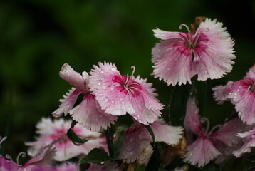 Pretty pink flower in the garden - 672264747