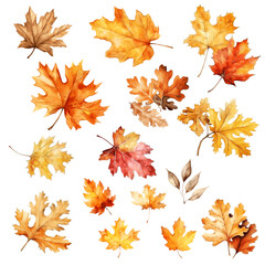 Fototapeta premium Autumn bright leaves maple and oak watercolor paint on white background