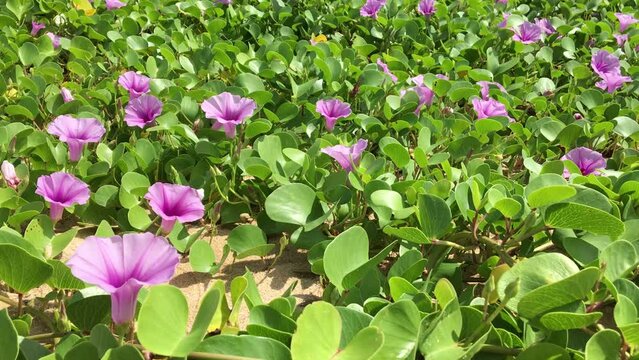 Close-up shot of blossoming pink morning glory flowers