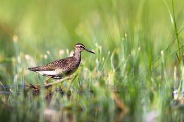 Łęczak © Sporywildlife