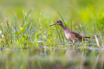 Łęczak © Sporywildlife