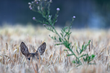 Deer © Sporywildlife