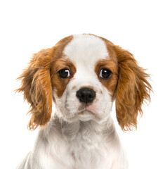Close-up of a Cavalier King Charles Spaniel puppy, Dog, cut out