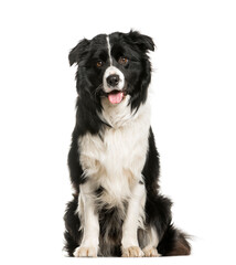Border collie sitting and panting, Dog, pet, studio photography, cut out