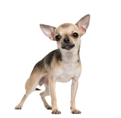 Standing Chihuahua dog, pet, cut-out