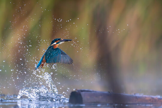 Zimorodek Kingfisher