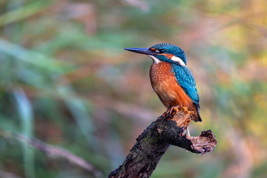 Zimorodek Kingfisher