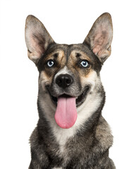 Close-up of a mixed-breed Dog panting, cut out