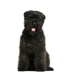 Mixed-breed Dog sitting in front of white background