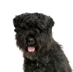 Close-up of a mixed-breed Dog panting, cut out