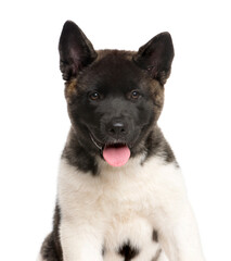 Close-up of a mixed-breed Dog panting, cut out