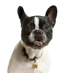 Fototapeta premium Close-up of up French bulldog dog, cut out
