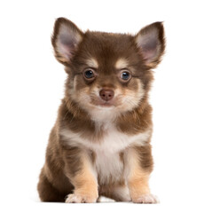 Fototapeta premium Brown Chihuahua sitting in front, Dog, pet, studio photography, cut out