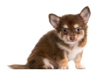 Brown Chihuahua sitting in front, Dog, pet, studio photography, cut out